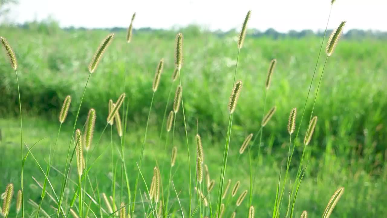 风景秀丽的晚霞，随风摇曳的芦苇花视频素材