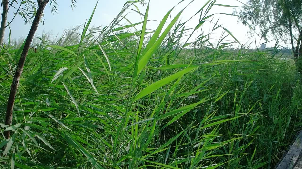 风景秀丽的晚霞，随风摇曳的芦苇花视频素材