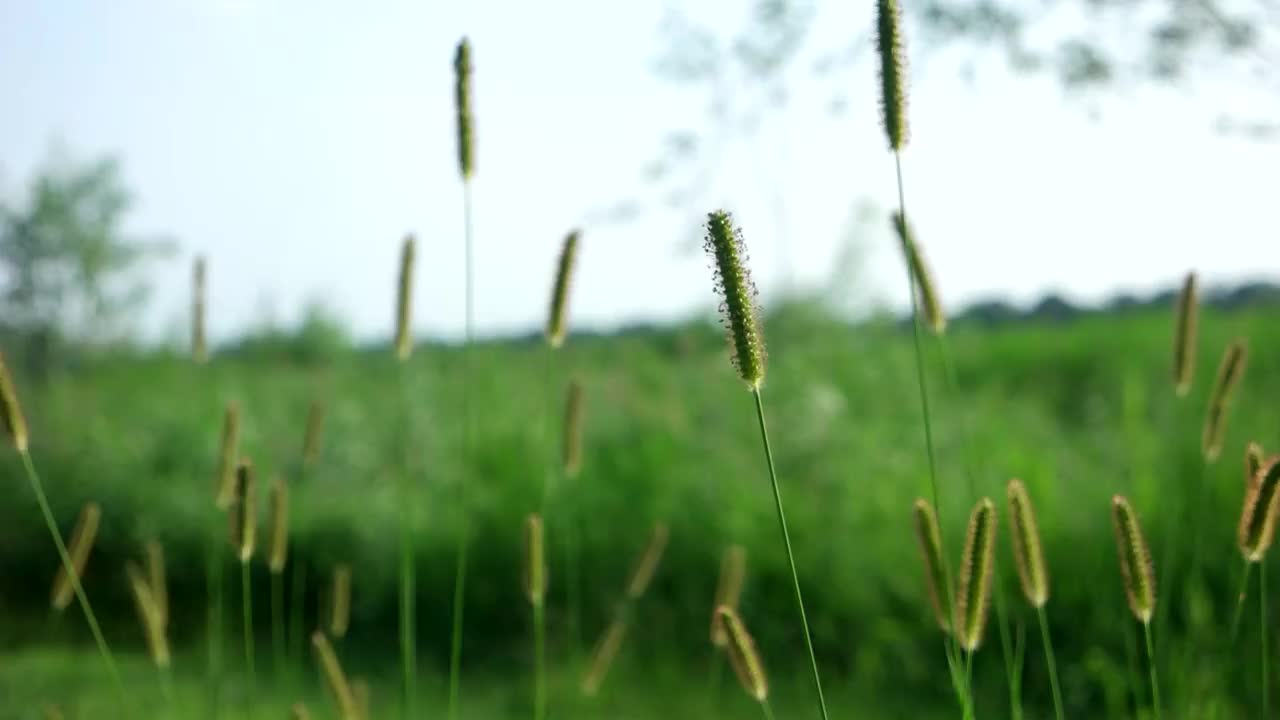 风景秀丽的晚霞，随风摇曳的芦苇花视频素材