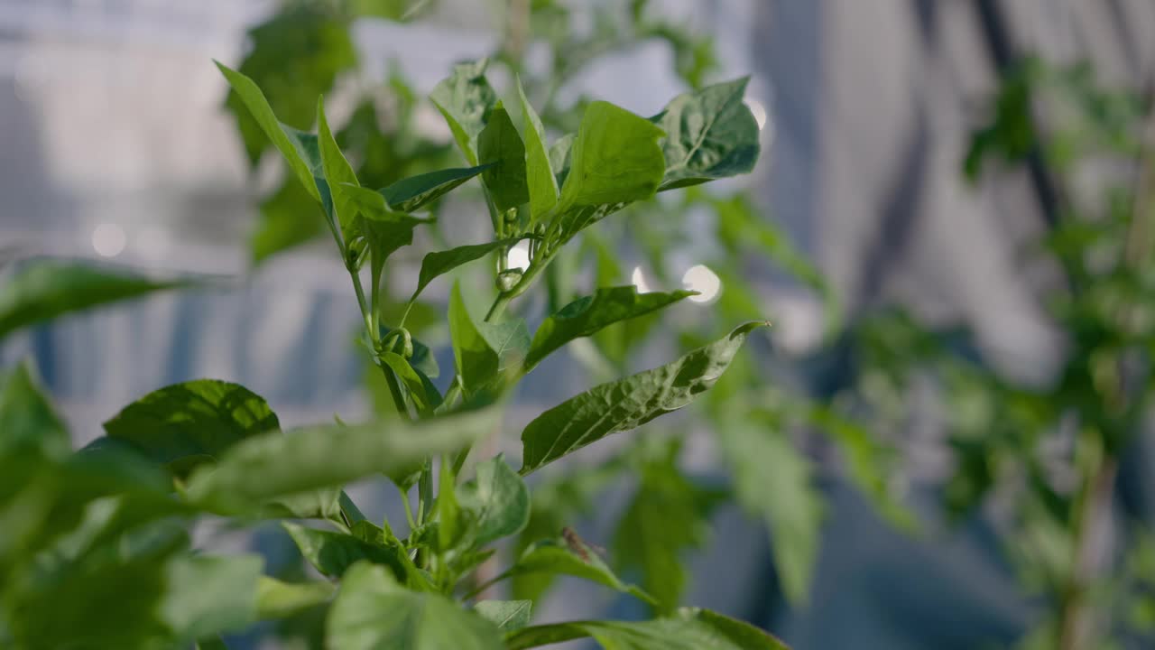 在阳光明媚的日子里，一棵小植物的绿叶的特写镜头，背景模糊视频素材