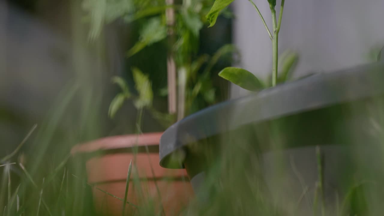 在一个阳光明媚的日子里，一株小绿色植物在花盆里生长的特写镜头，背景模糊视频素材