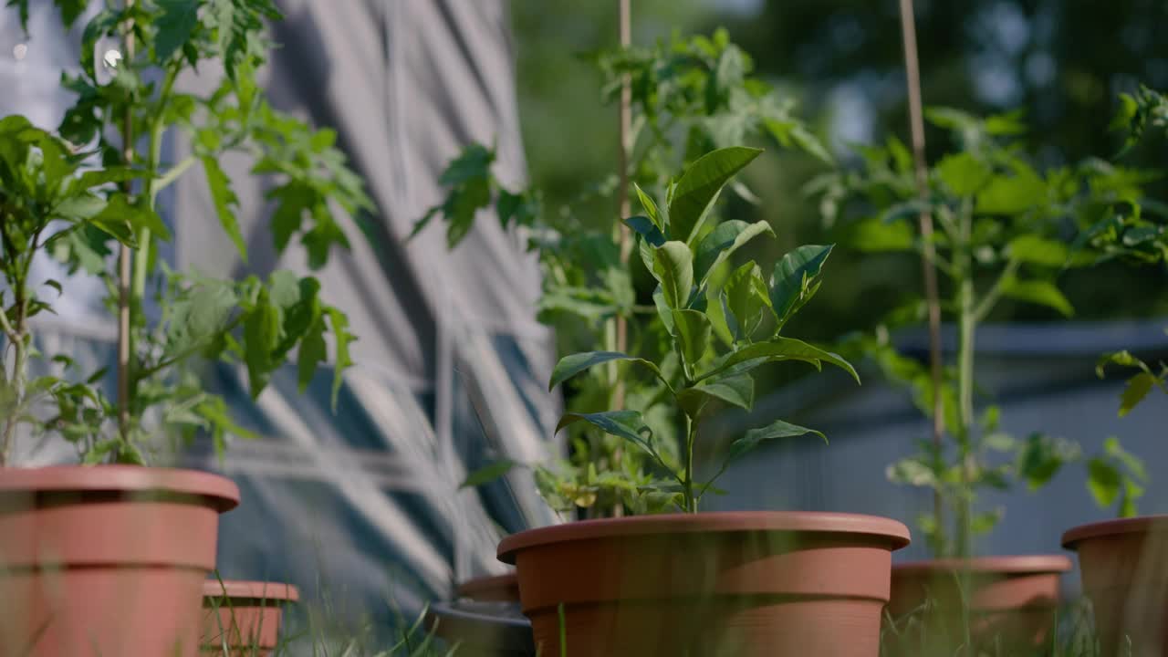 在一个阳光明媚的日子里，绿色植物在花盆里生长的特写镜头，背景模糊视频素材