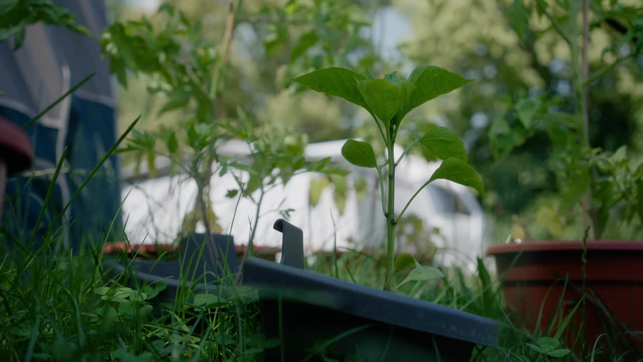 选择聚焦镜头的绿色植物生长在室外与模糊的背景视频素材