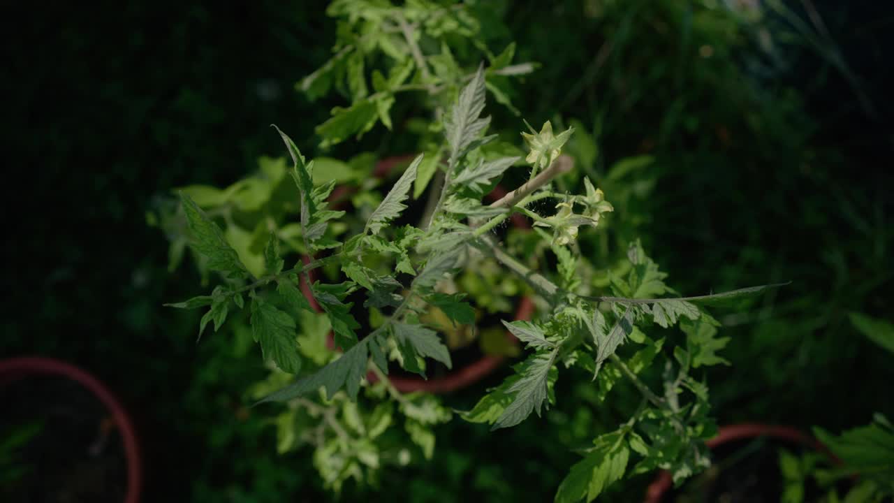 绿色植物在花盆中生长的特写镜头，背景模糊视频素材