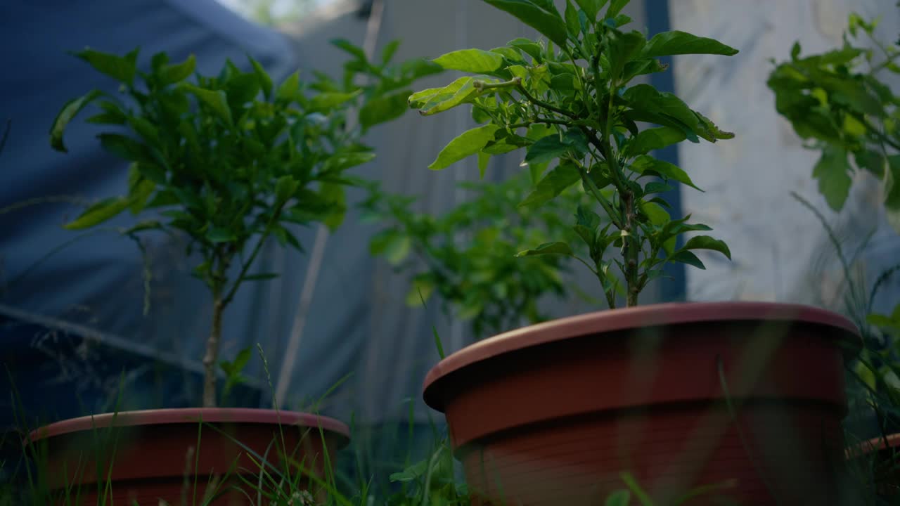 绿色植物在日光下盆栽生长的特写镜头，背景模糊视频素材