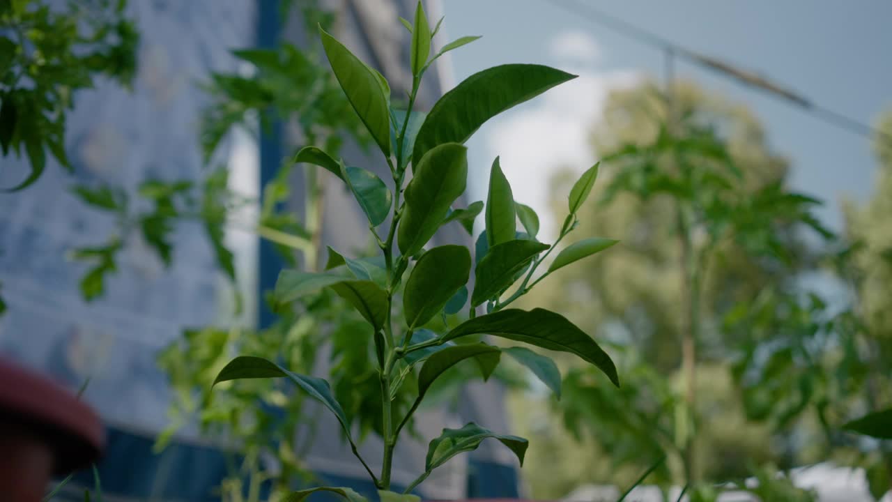 在一个阳光明媚的日子里，绿色植物在花盆里生长的选择性聚焦镜头，背景模糊视频素材