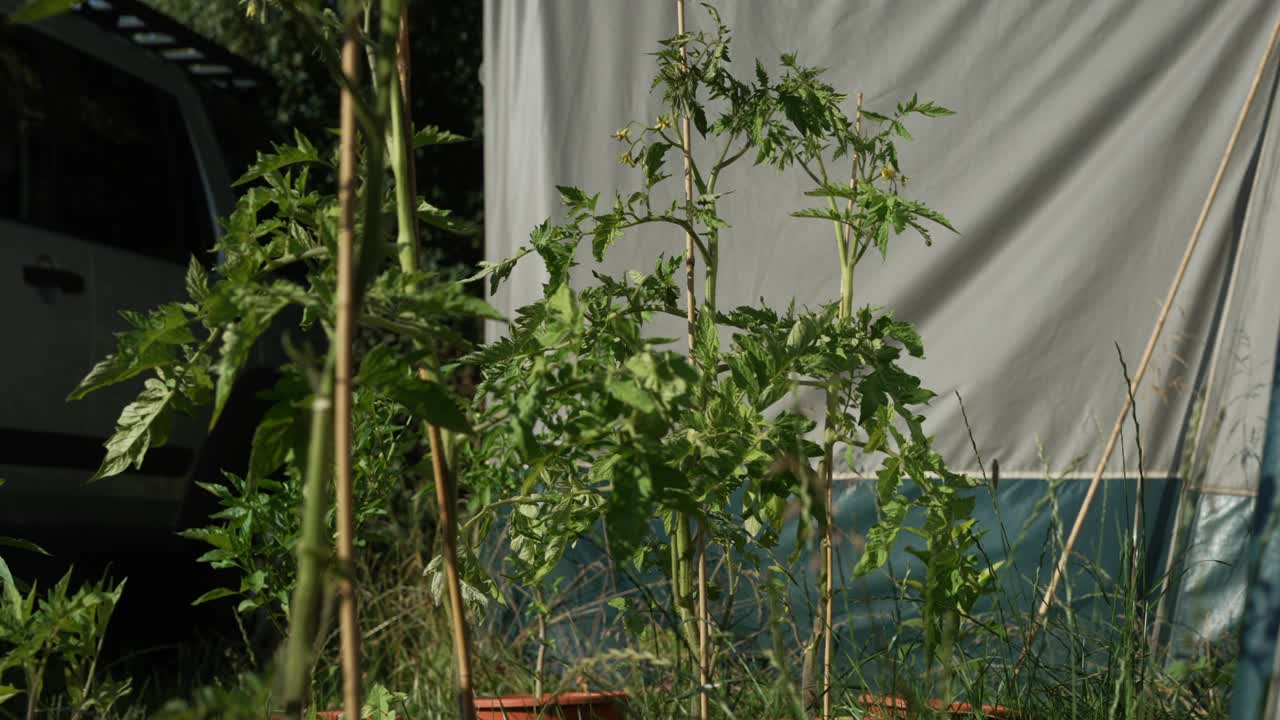 在一个阳光明媚的日子里，绿色植物在露营帐篷旁边的花盆里生长视频素材