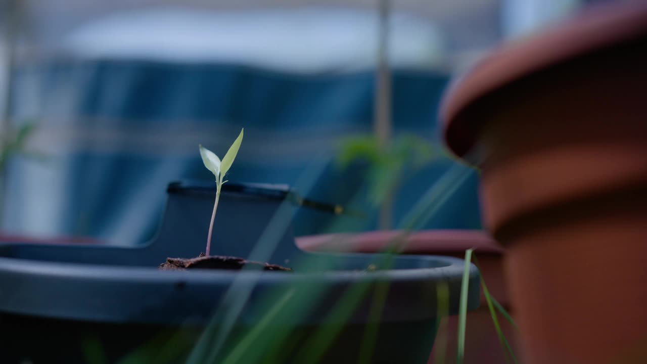 一个小绿色植物在一个阳光明媚的日子里在花盆里生长的特写镜头视频素材