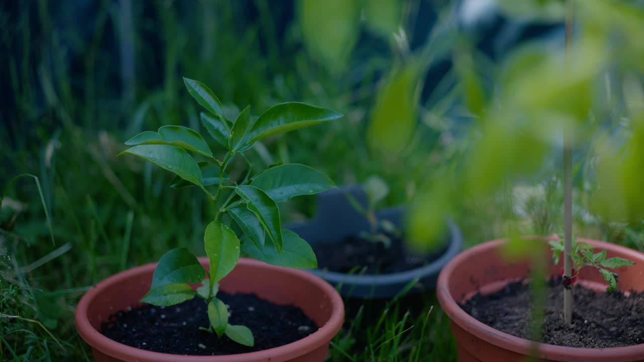 选择聚焦拍摄的小绿色植物生长在花盆与模糊背景在白天视频素材