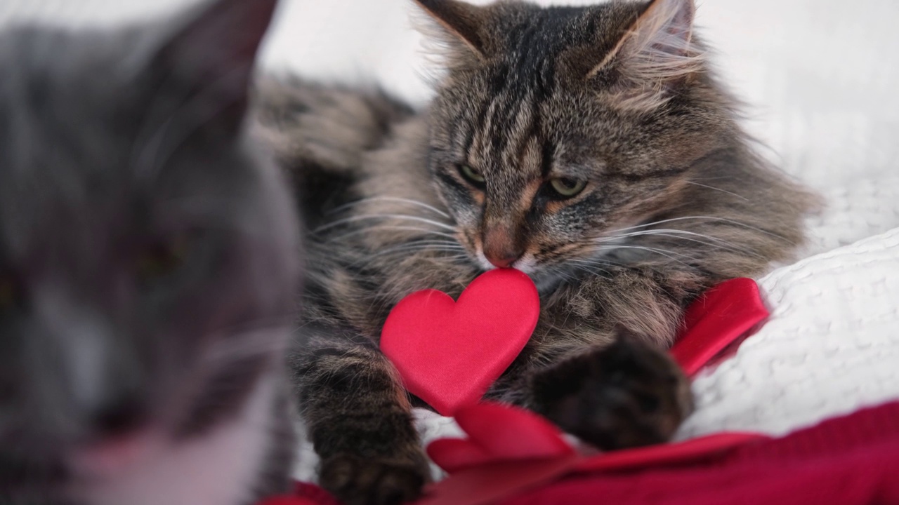 两只猫依偎在一起。猫的夫妇。可爱的国内虎斑猫友好的拥抱躺在床上。2小猫一起洗，有友谊。猫咪休息，依偎。快乐美丽的宠物在爱的拥抱视频素材