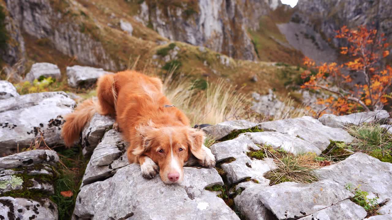 一只疲惫的新斯科舍叫鸭猎犬躺在崎岖的山岩上视频素材