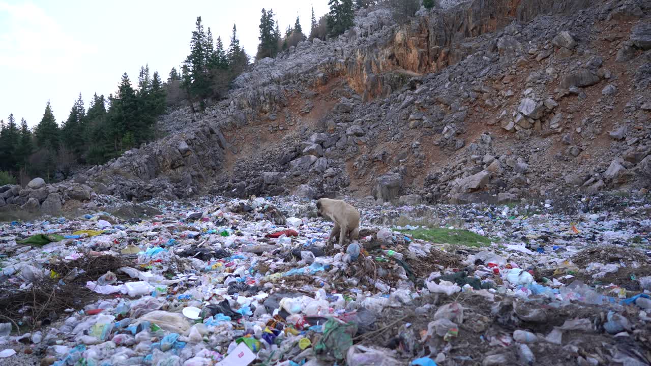 无家可归的流浪动物在垃圾堆上寻找食物视频素材