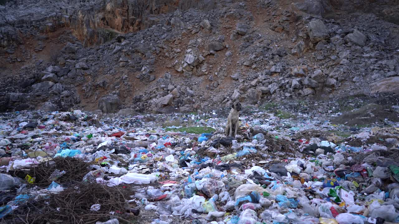 无家可归的流浪动物在垃圾堆上寻找食物视频素材