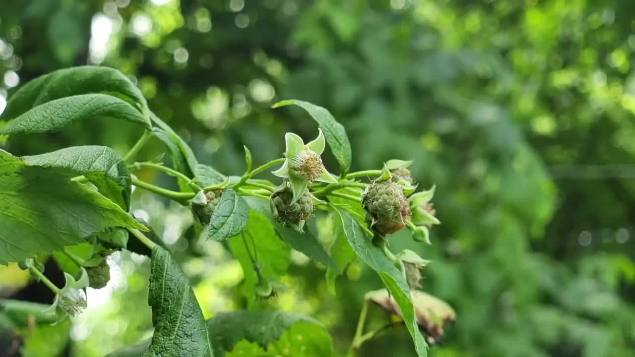 绿树叶背景上的树莓枝视频素材