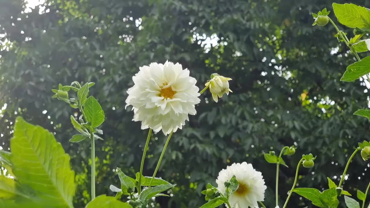 在一个阳光明媚的夏日，花园里的白色大丽花视频素材