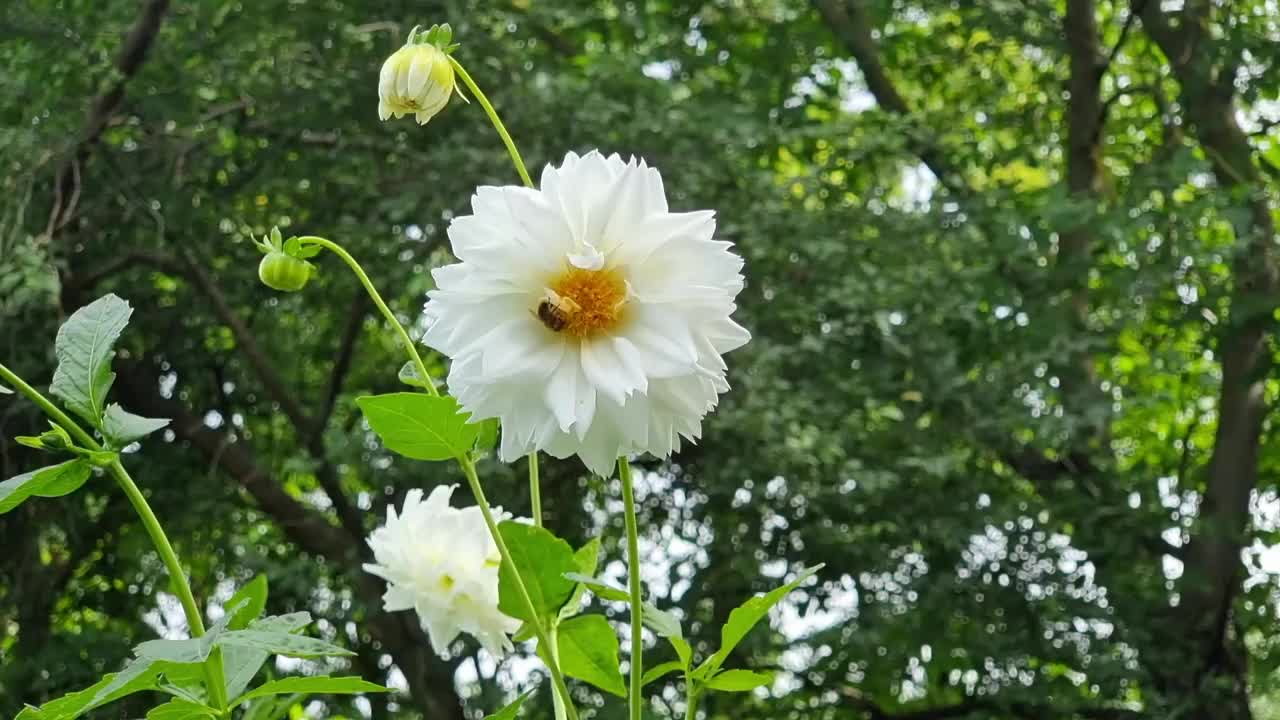 在一个阳光明媚的夏日，花园里的白色大丽花。视频素材