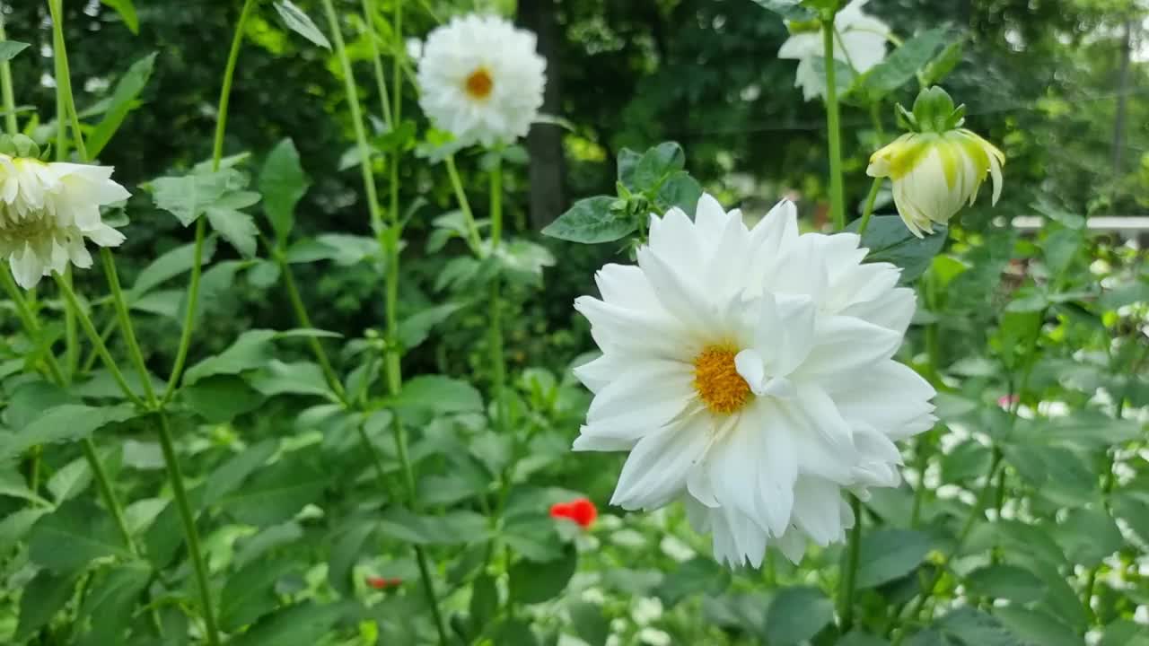 在一个阳光明媚的夏日，花园里的白色大丽花视频素材