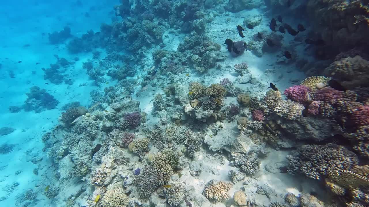 埃及红海里的珊瑚和鱼视频素材