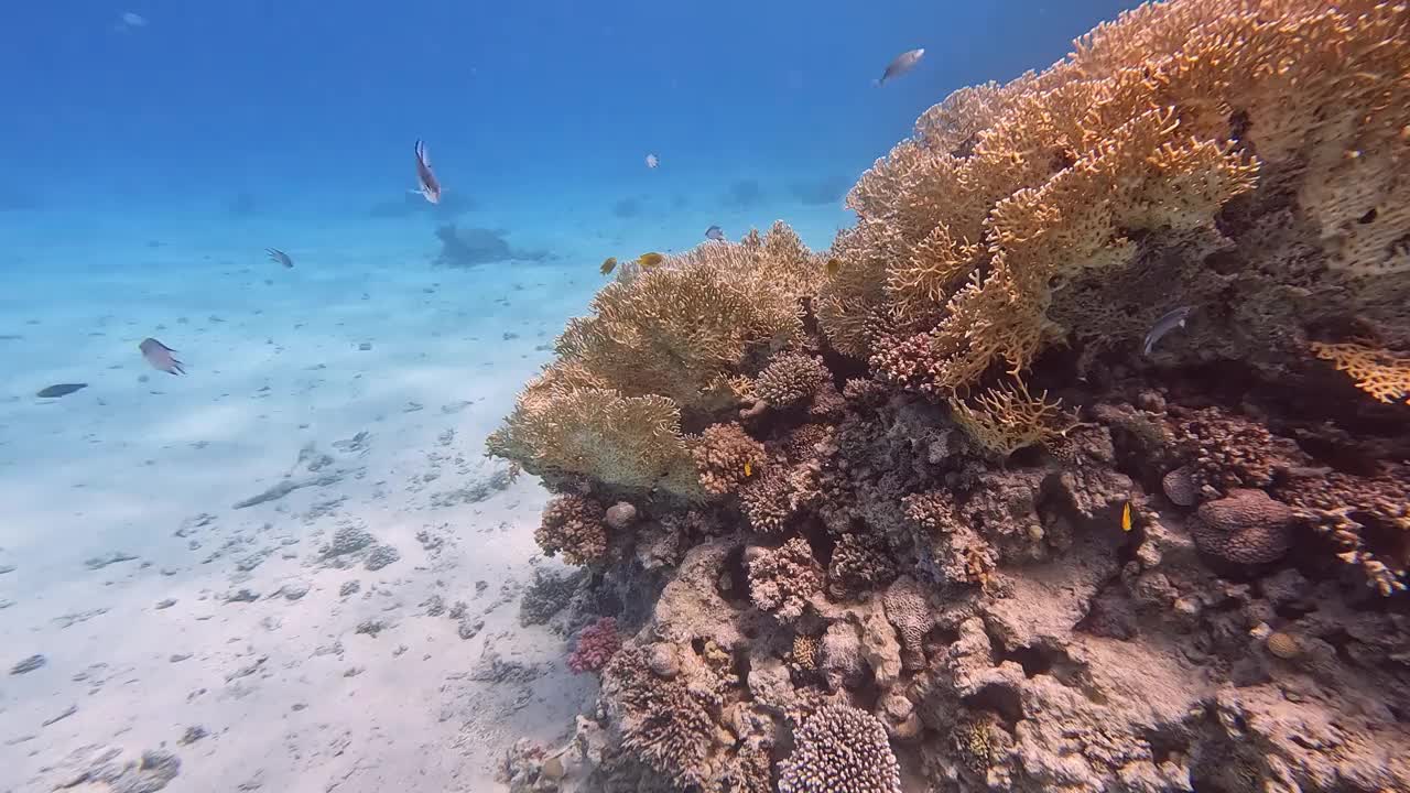 埃及红海里的珊瑚和鱼视频素材