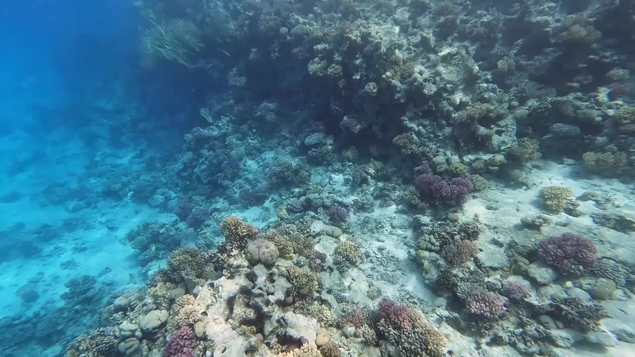 埃及红海里的珊瑚和鱼视频素材