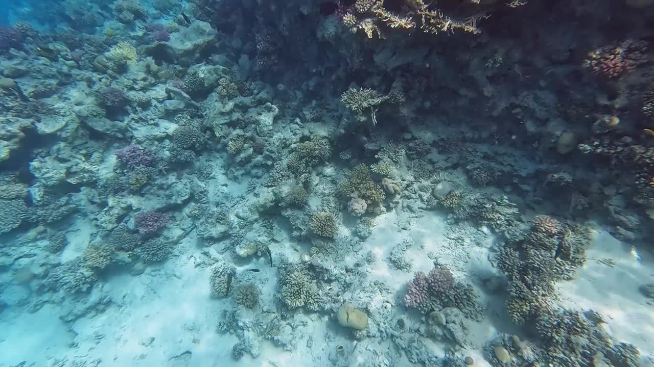 埃及红海里的珊瑚和鱼视频素材