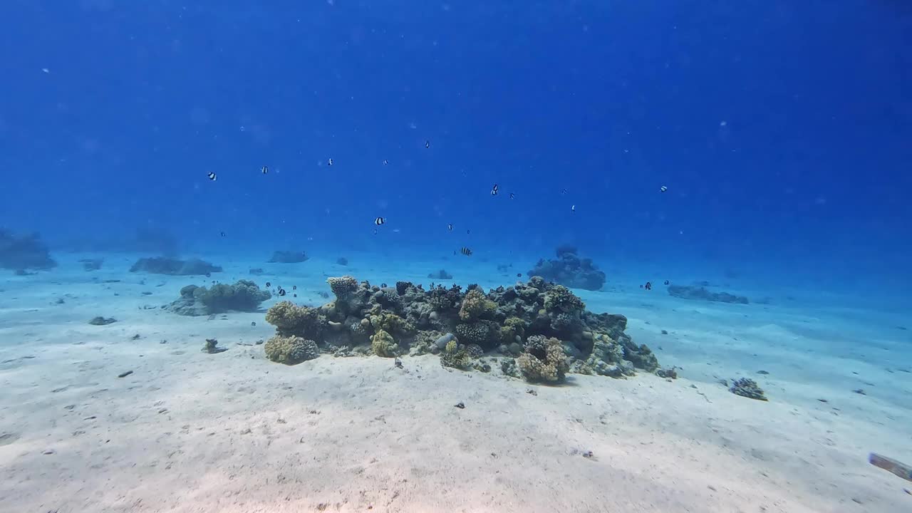 埃及红海里的珊瑚和鱼视频素材