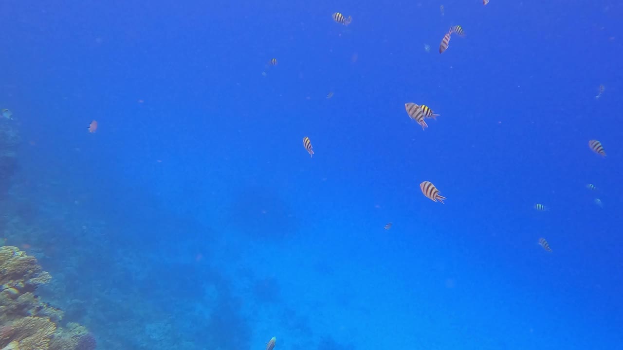 埃及红海里的鱼群视频素材