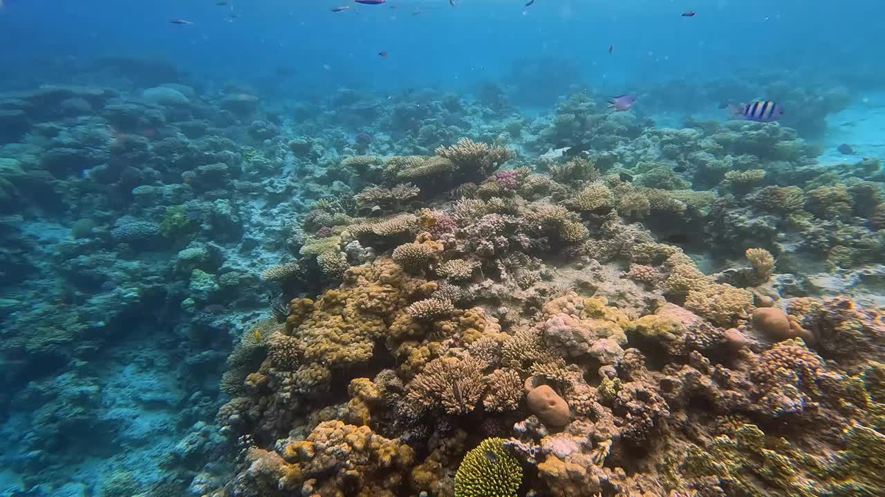 埃及红海里的珊瑚和鱼视频素材