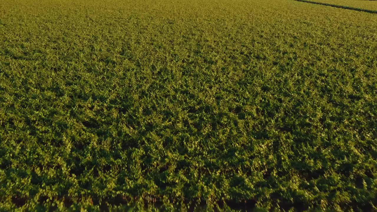 一望无际的苹果园，鸟瞰田野视频素材