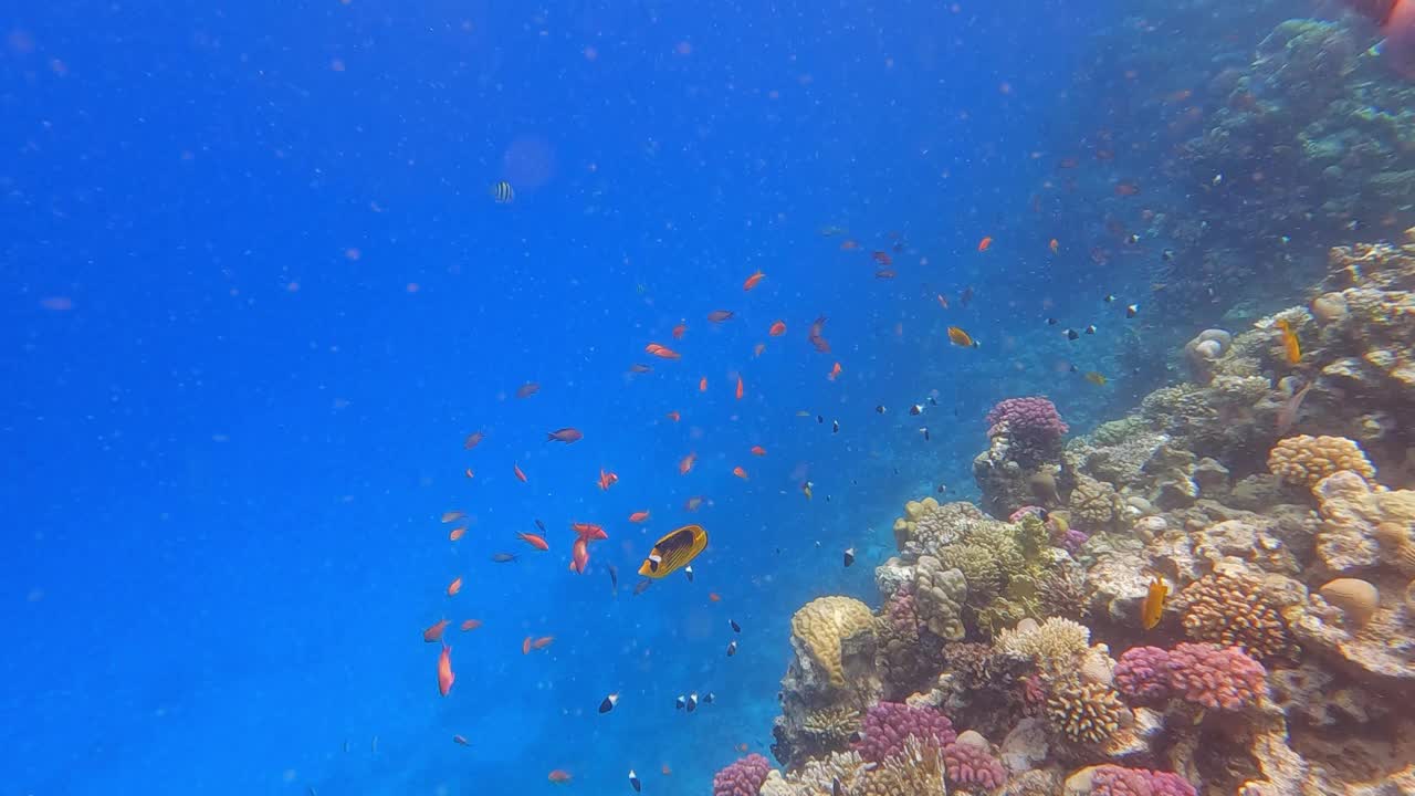 埃及红海里的珊瑚和鱼视频素材