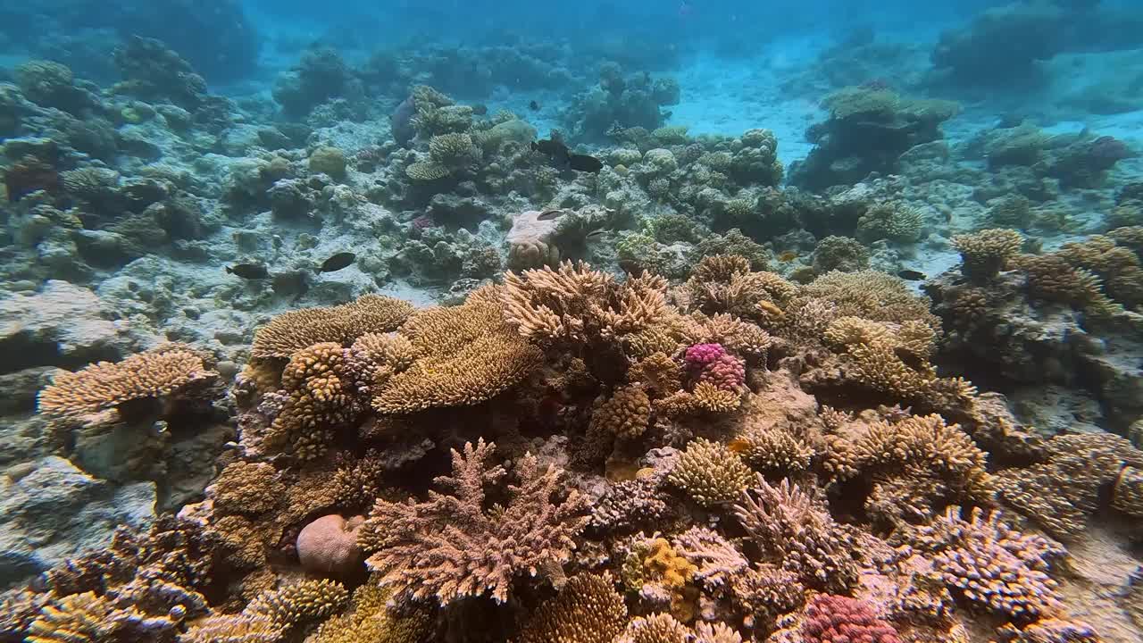 埃及红海里的珊瑚和鱼视频素材