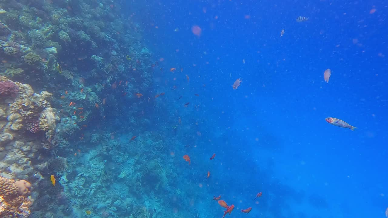 埃及红海里的珊瑚和鱼视频素材