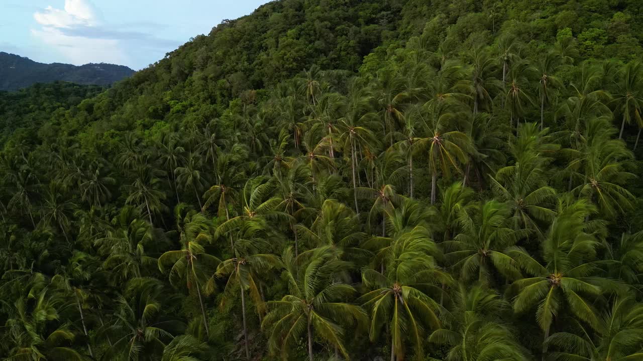 热带高地的山坡棕榈树林，空中视频素材