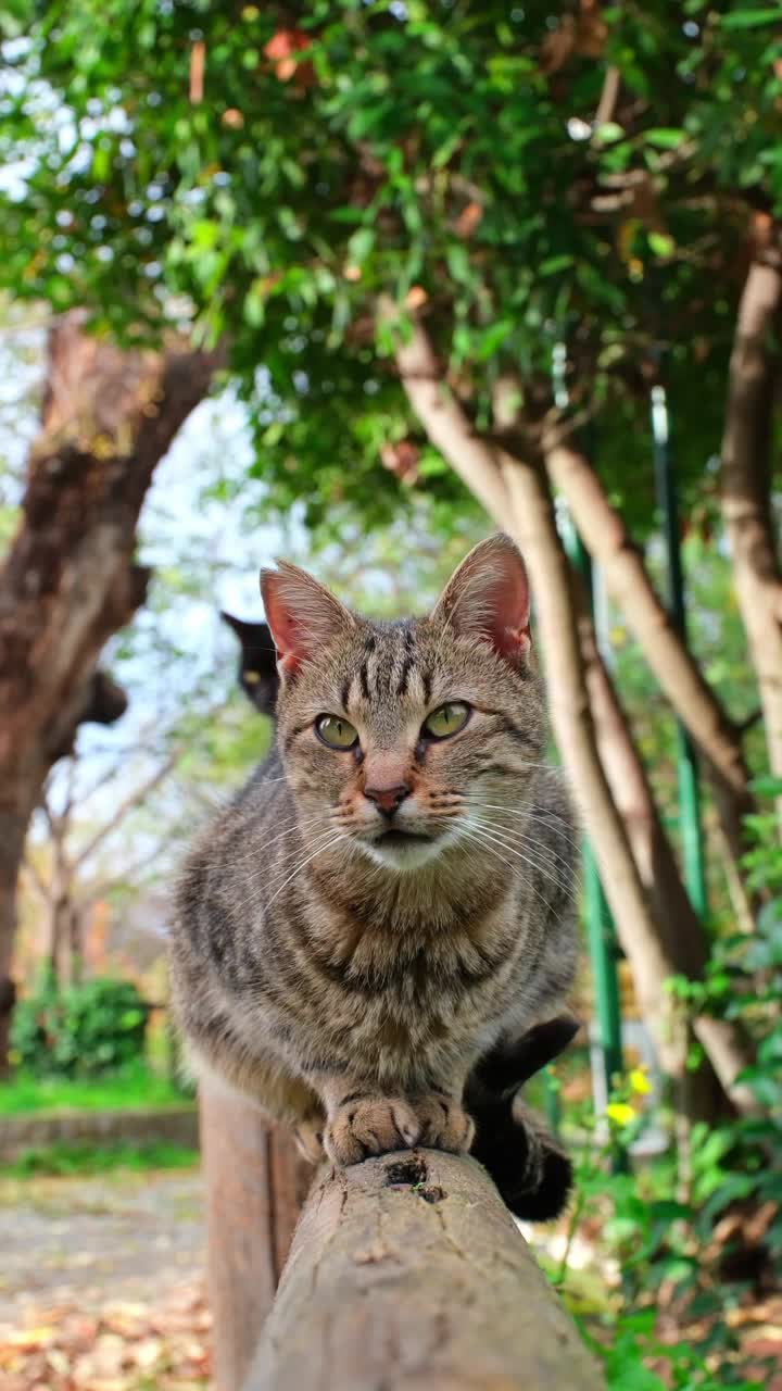 坐在木栅栏上的流浪猫视频素材