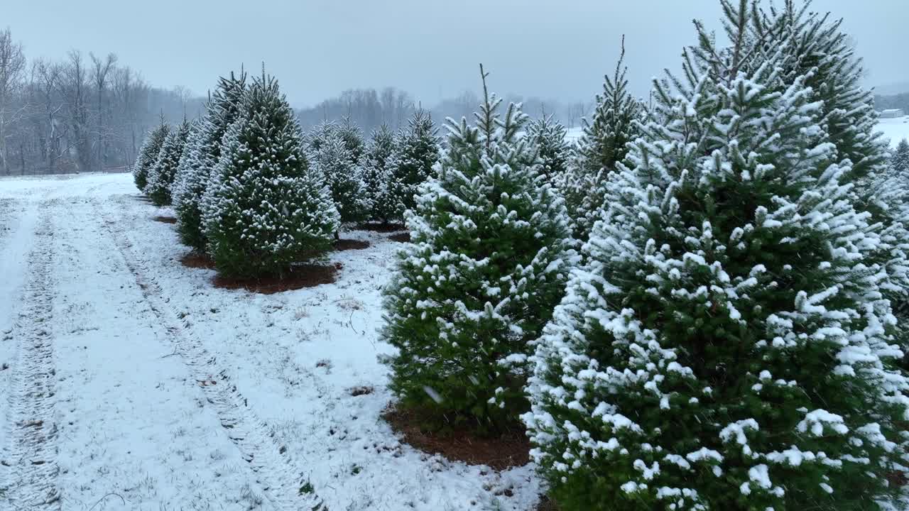 远处的农场里，白雪覆盖着圣诞树和谷仓。空中上升拍摄的松树在暴风雪和小雪。视频素材