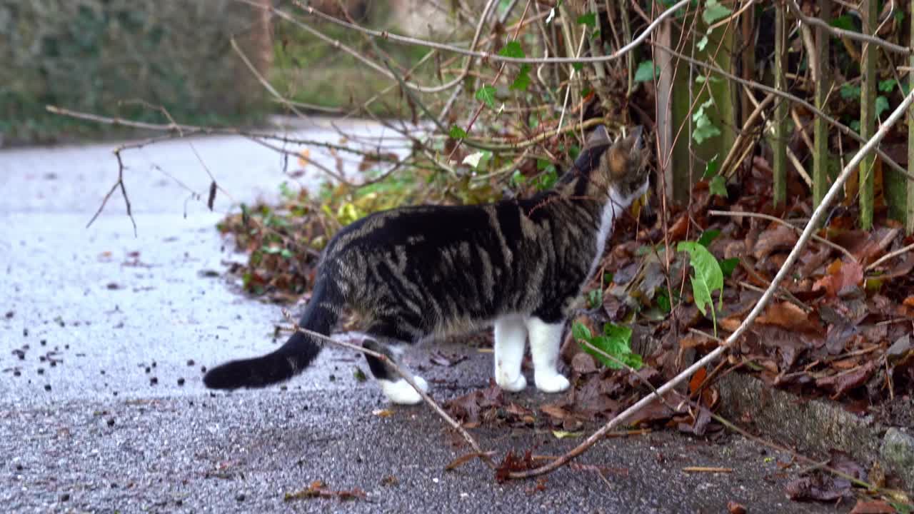 可爱好奇的猫在瑞士小镇探索乡村道路的特写。视频素材