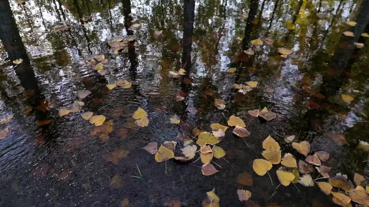 杨树秋天的颜色变化视频素材