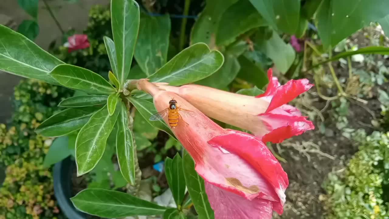 一种落在桔梗花上的花蝇(麻蝇)。视频下载