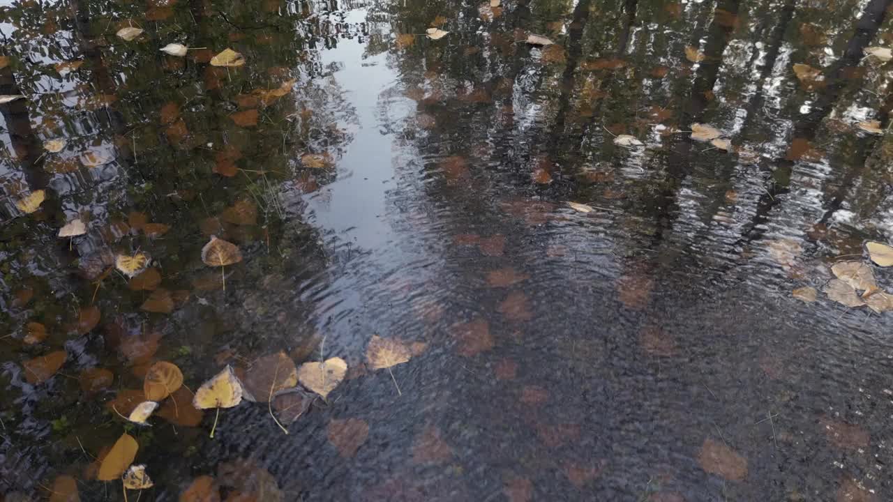 杨树秋天的颜色变化视频素材