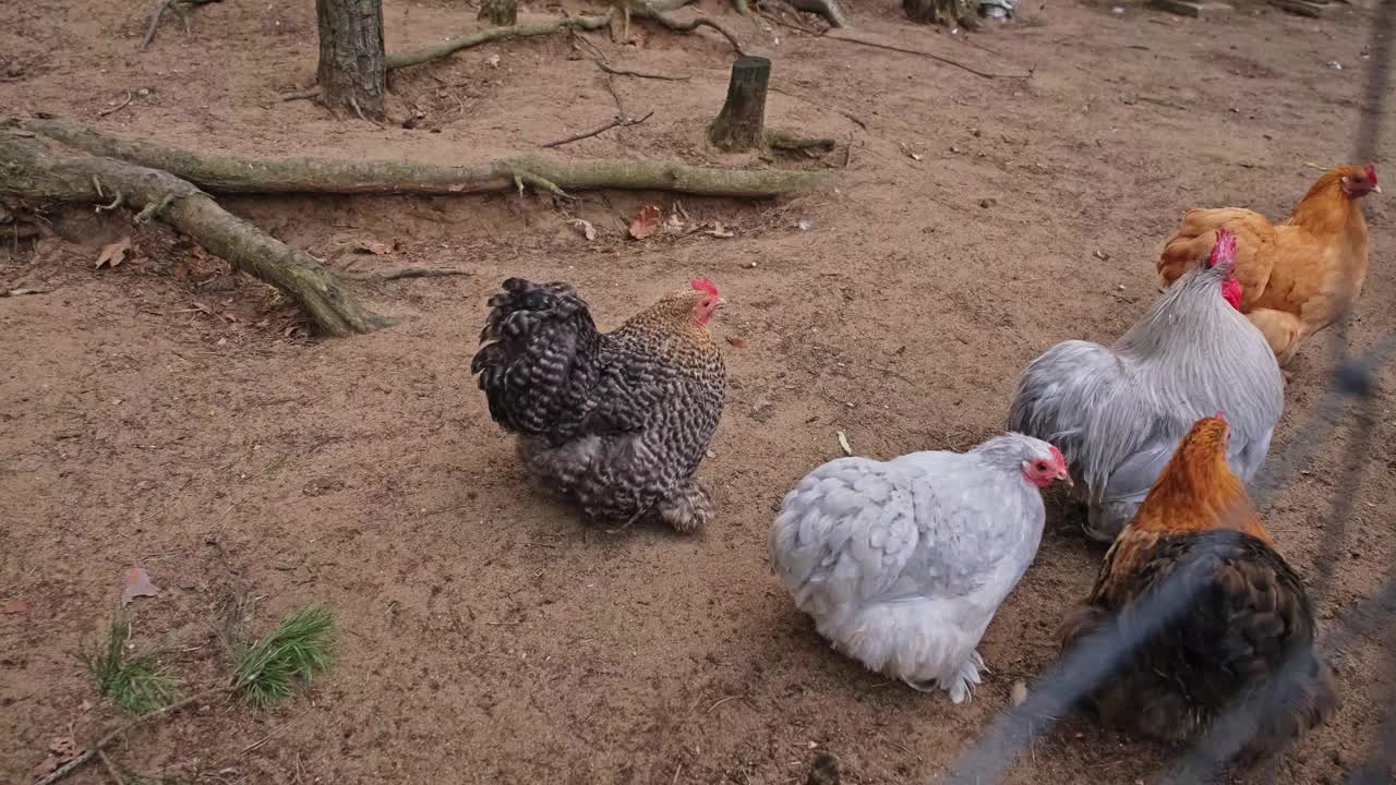 毛茸茸的白色奥平顿母鸡漫游在围栏鸡跑区视频素材