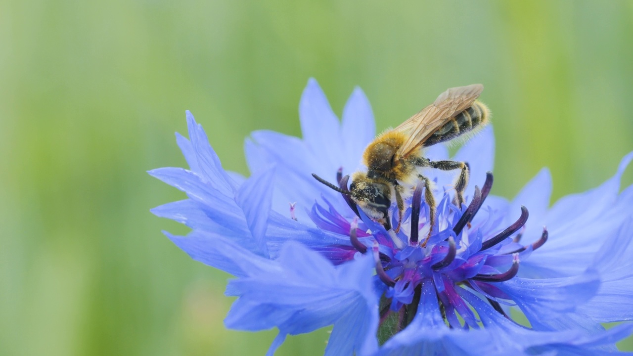 蜜蜂身上覆盖着花粉，在蓝色菊苣花上采集花蜜。春天菊苣花特写。微距镜头蜜蜂授粉春天紫色花朵盛开。视频素材