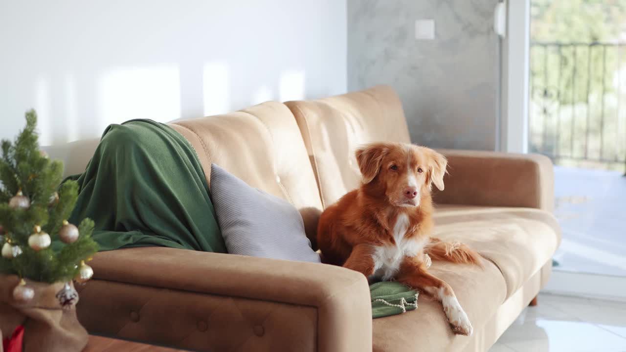 新斯科舍鸭鸣猎犬躺在沙发上，在装饰过的圣诞树旁，视频素材