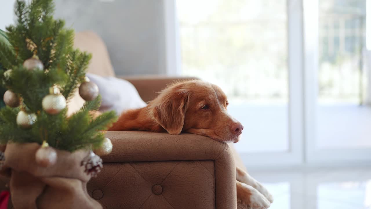 新斯科舍鸭鸣猎犬在沙发上休息，旁边是一棵节日的树视频素材