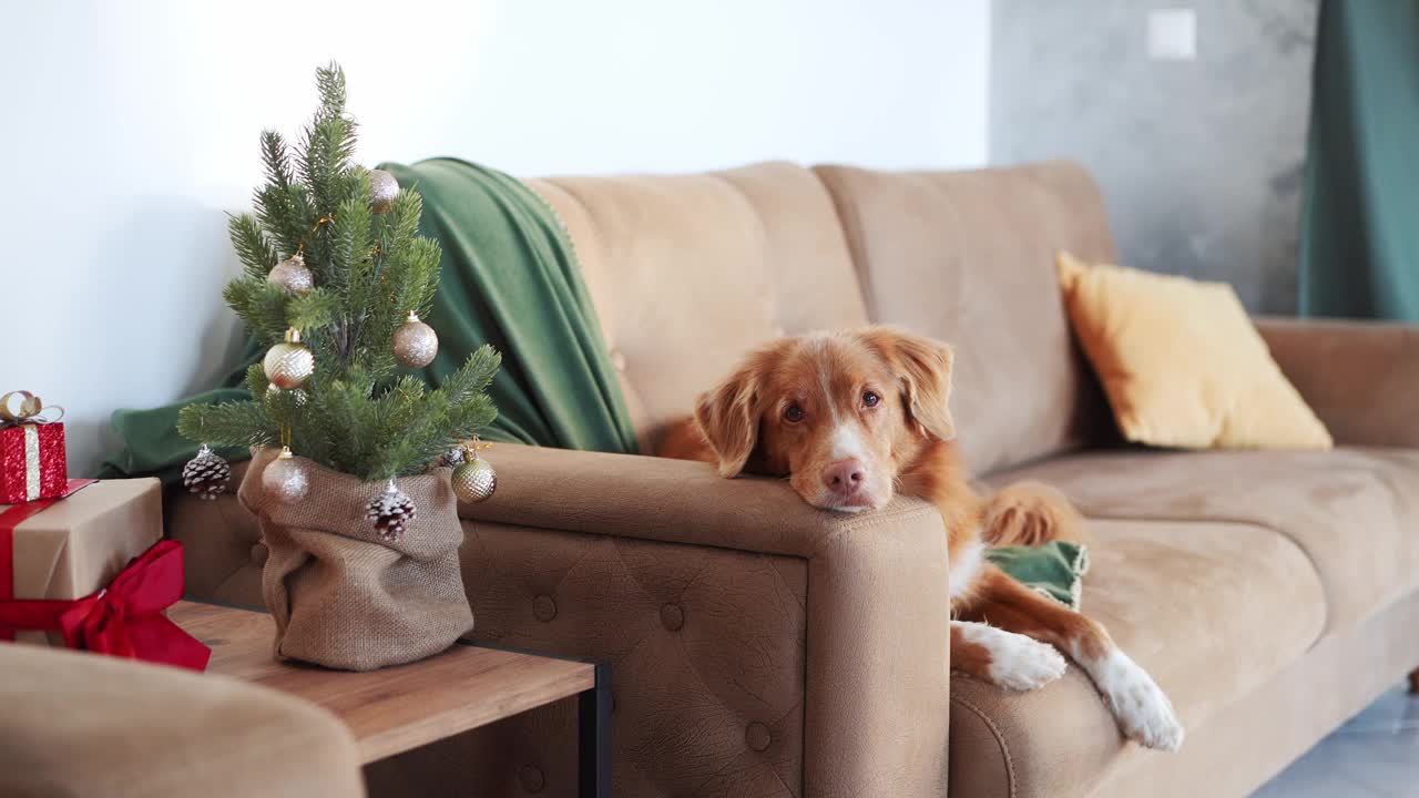 新斯科舍鸭鸣猎犬躺在沙发上，在装饰过的圣诞树旁，视频素材