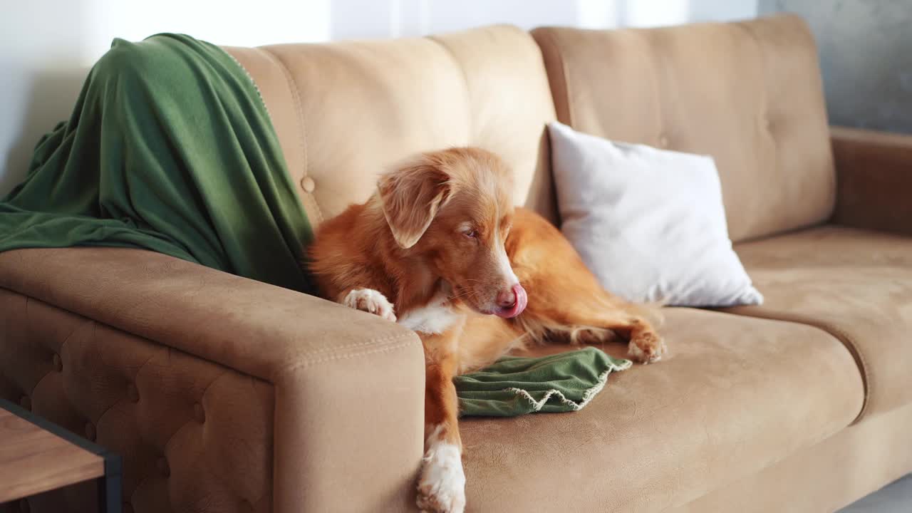 新斯科舍鸭鸣猎犬在沙发上休息，旁边是一棵节日的树视频素材