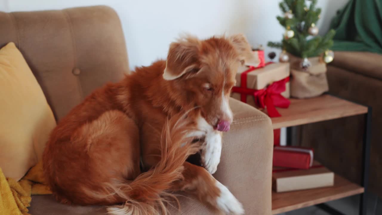 新斯科舍鸭鸣猎犬在沙发上休息，旁边是一棵节日的树视频素材