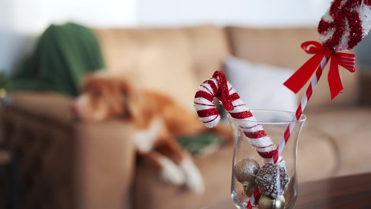 一只放松的新斯科舍鸭鸣猎犬躺在沙发上，旁边有一棵圣诞树视频素材