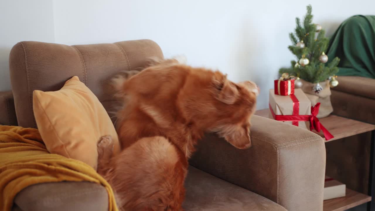 新斯科舍鸭鸣猎犬在沙发上休息，旁边是一棵节日的树视频素材