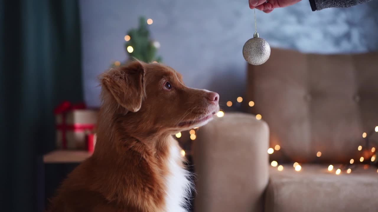 一只新斯科舍省的鸭子在装饰圣诞树上叫猎犬视频素材