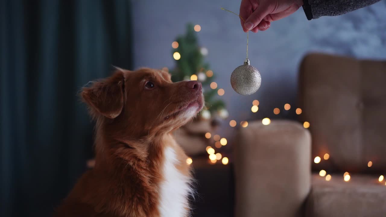 一只新斯科舍省的鸭子在装饰圣诞树上叫猎犬视频素材